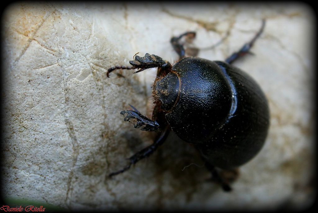 Pentodon bidens ssp. punctatus  - Dynastidae